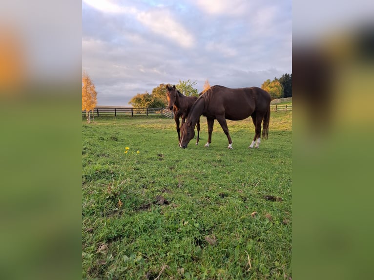 American Quarter Horse Stallion 1 year Bay-Dark in Aspach