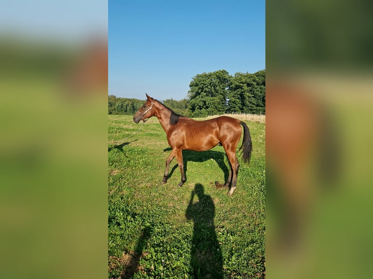 American Quarter Horse Stallion 1 year Bay-Dark in Rheinfelden