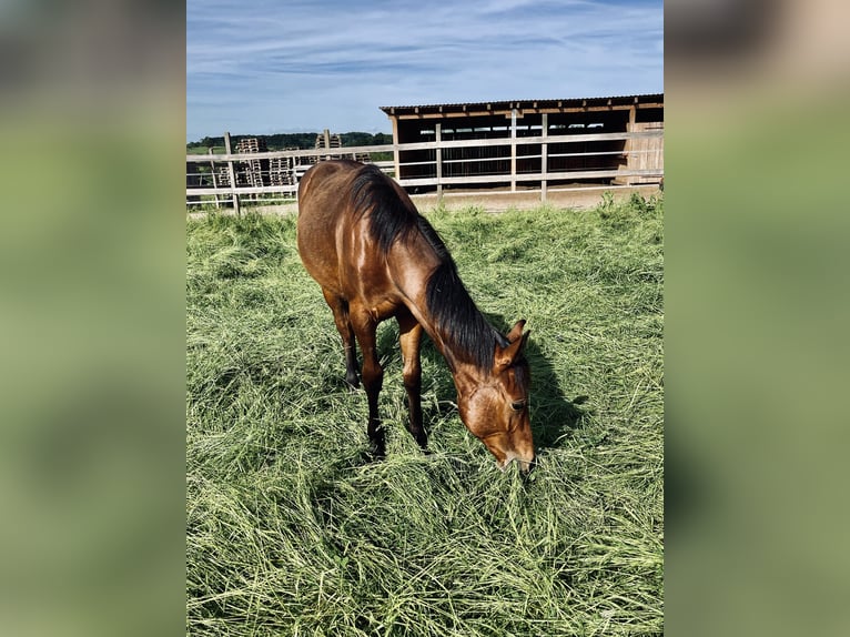 American Quarter Horse Stallion 1 year Bay-Dark in Rheinfelden