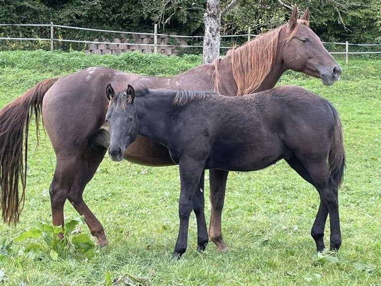 American Quarter Horse Stallion 1 year Black in Deggenhausertal