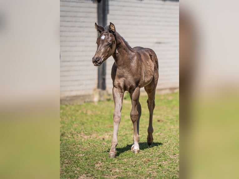 American Quarter Horse Stallion 1 year Black in Herzberg am Harz