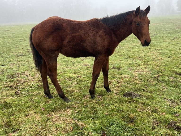 American Quarter Horse Stallion 1 year Brown in Chamboulive