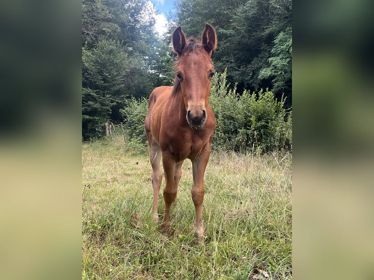 American Quarter Horse Stallion 1 year Brown in Chamboulive