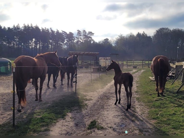 American Quarter Horse Stallion 1 year Brown in Marklohe