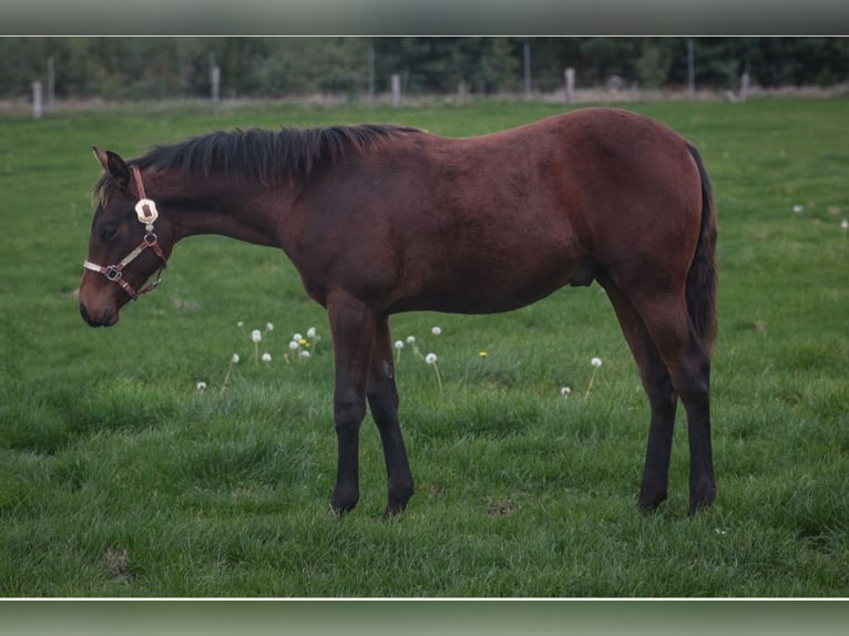 American Quarter Horse Stallion 1 year Brown in Marklohe