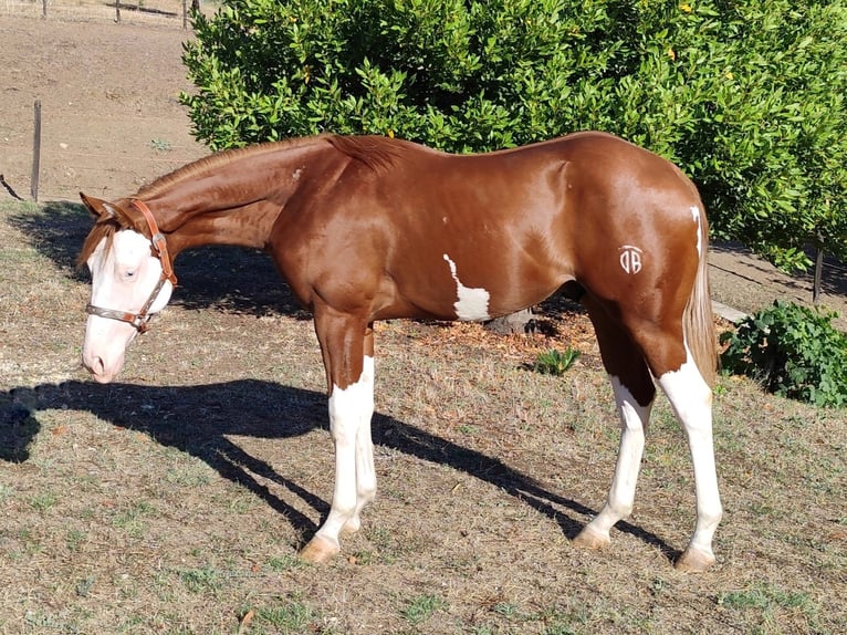 American Quarter Horse Stallion 1 year Brown in Sailetto