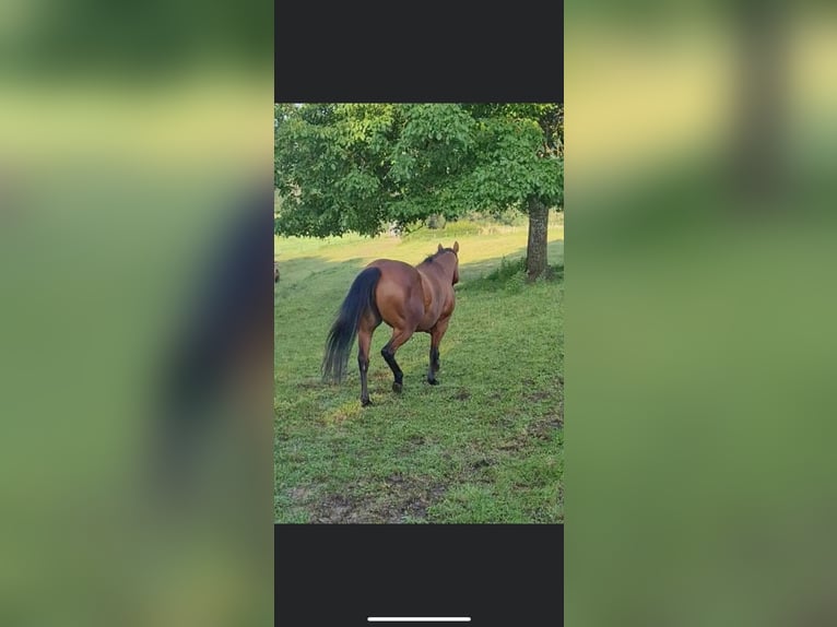 American Quarter Horse Stallion 1 year Brown in Petit-Réderching