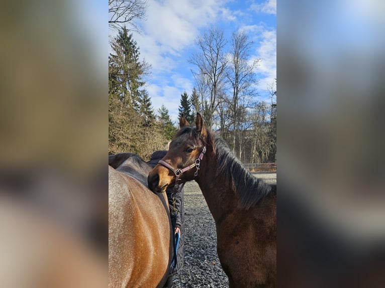 American Quarter Horse Stallion 1 year Brown in Klagenfurt,09.Bez.:Annabichl