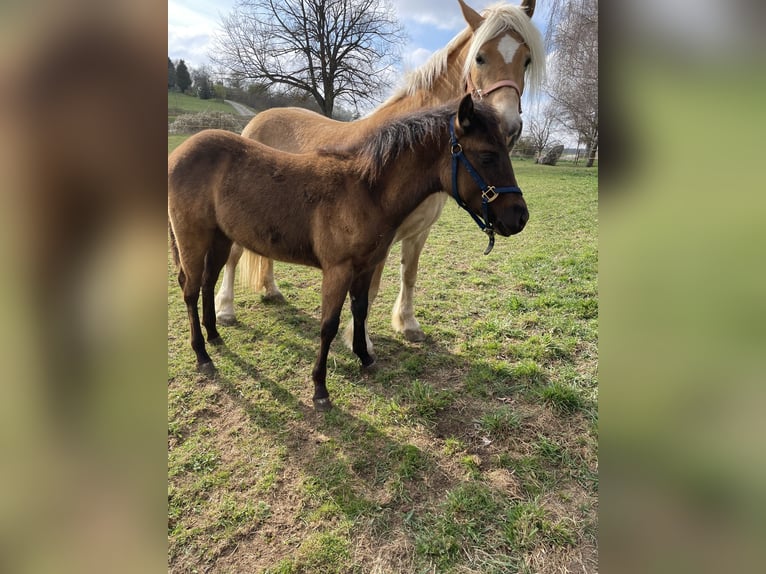 American Quarter Horse Stallion 1 year Brown in Laichingen Suppingen