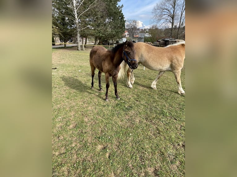 American Quarter Horse Stallion 1 year Brown in Laichingen Suppingen