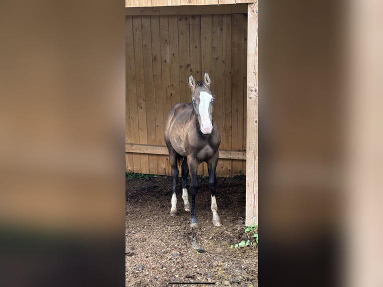 American Quarter Horse Stallion 1 year Buckskin in Ljubljana