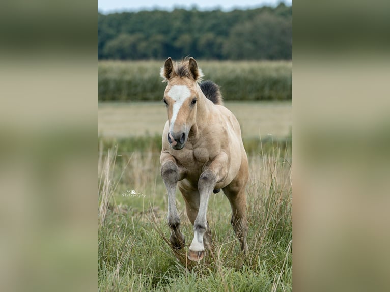 American Quarter Horse Stallion 1 year Buckskin in Königsmoos