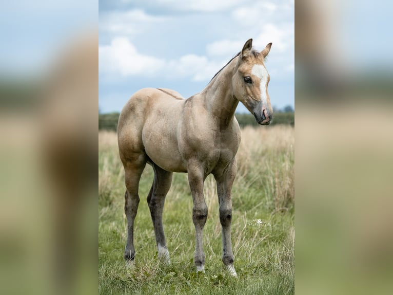 American Quarter Horse Stallion 1 year Buckskin in Königsmoos