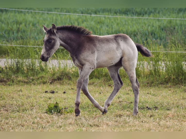 American Quarter Horse Stallion 1 year Buckskin in Ehingen