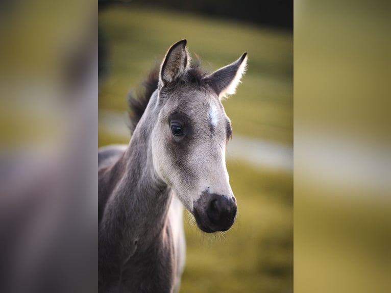 American Quarter Horse Stallion 1 year Buckskin in Ehingen