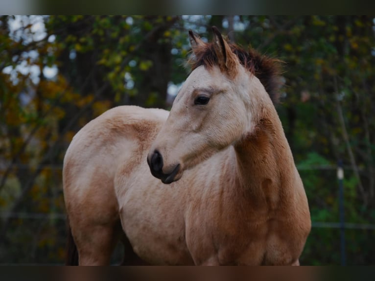 American Quarter Horse Stallion 1 year Buckskin in Illerkirchberg