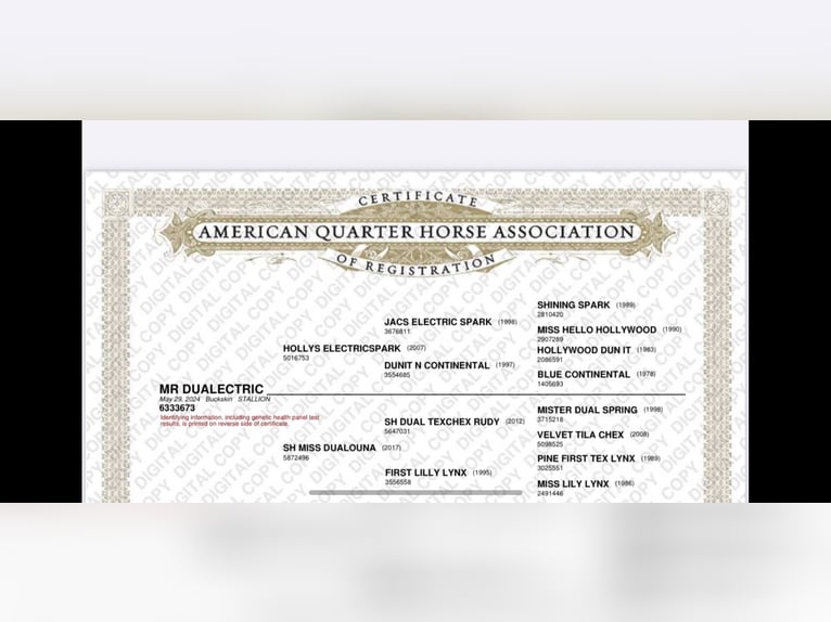 American Quarter Horse Stallion 1 year Buckskin in Beltheim