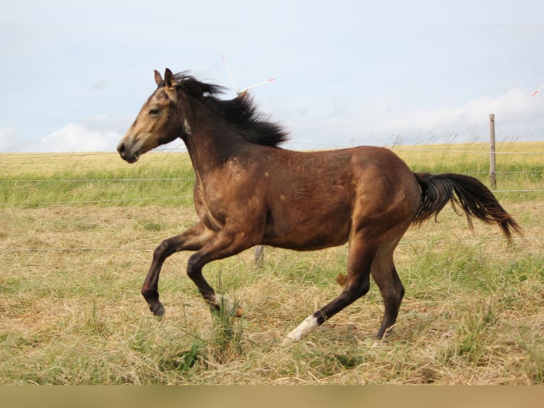 American Quarter Horse Stallion 1 year Buckskin in Beltheim