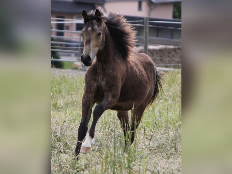 American Quarter Horse Stallion 1 year Buckskin in Beltheim
