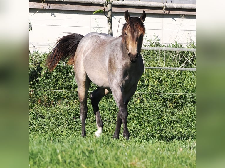 American Quarter Horse Stallion 1 year Buckskin in Hagen im BremischenHagen im Bremischen