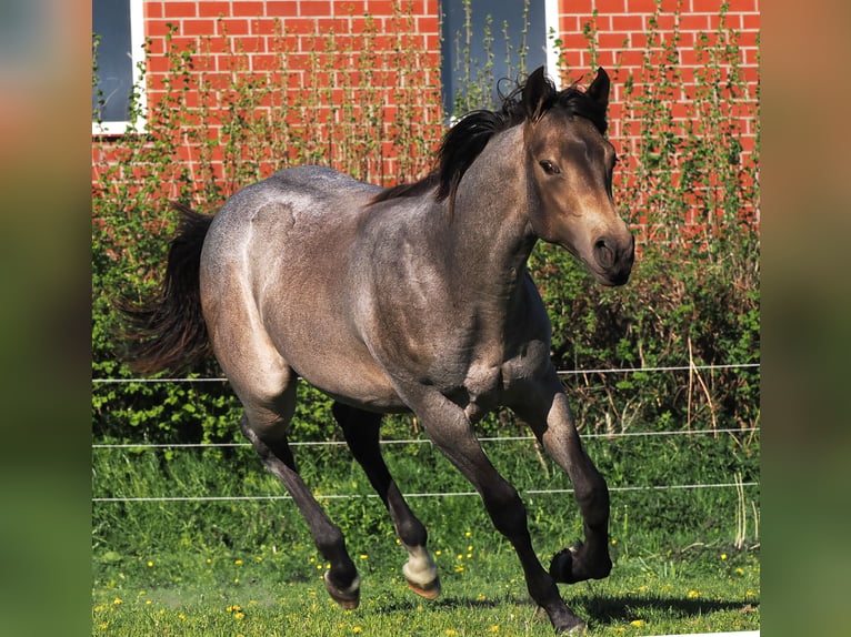 American Quarter Horse Stallion 1 year Buckskin in Hagen im BremischenHagen im Bremischen