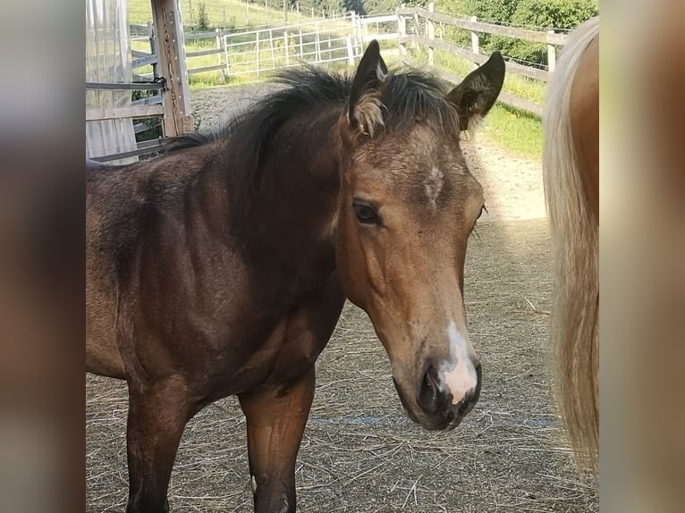 American Quarter Horse Stallion 1 year Buckskin in Gaming