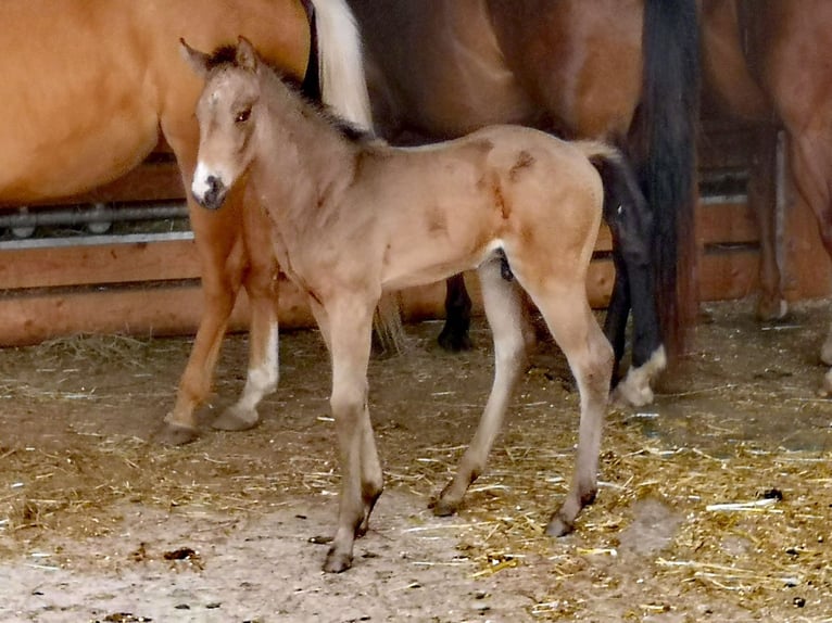 American Quarter Horse Stallion 1 year Buckskin in Gaming