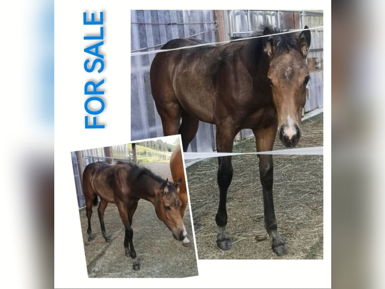 American Quarter Horse Stallion 1 year Buckskin in Gaming