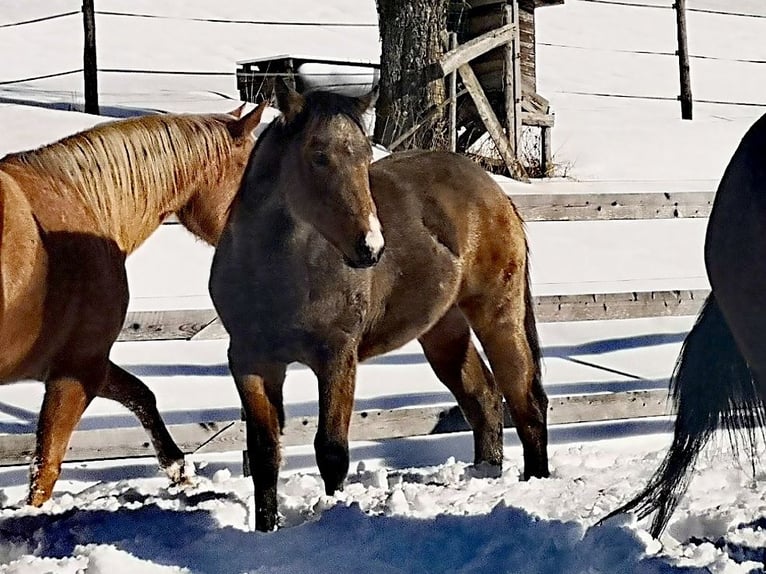 American Quarter Horse Stallion 1 year Buckskin in Gaming