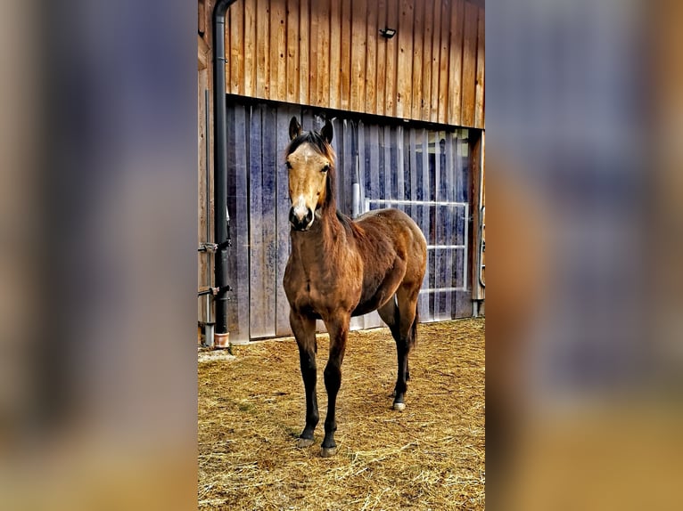 American Quarter Horse Stallion 1 year Buckskin in Gaming