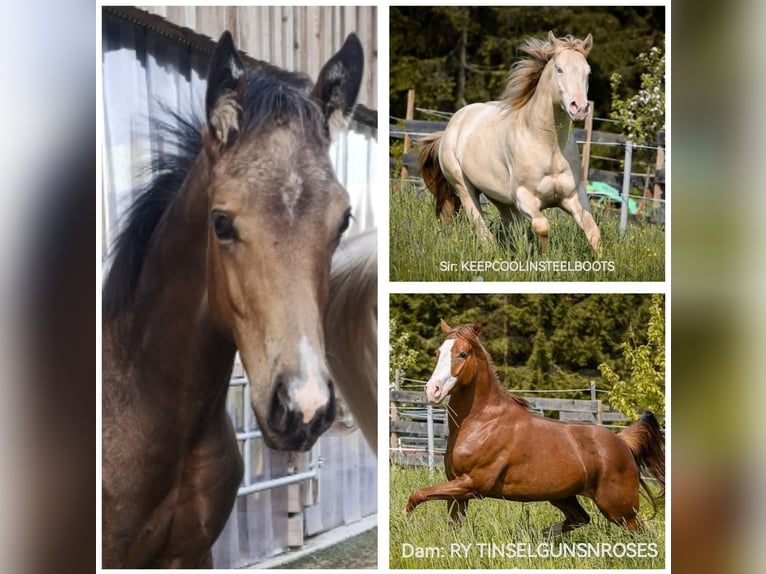 American Quarter Horse Stallion 1 year Buckskin in Gaming