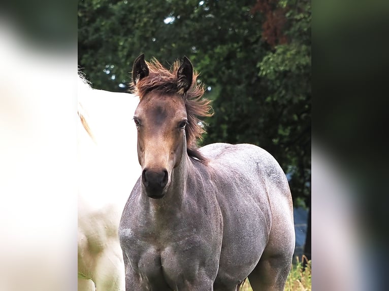 American Quarter Horse Stallion 1 year Buckskin in Hagen im Bremischen