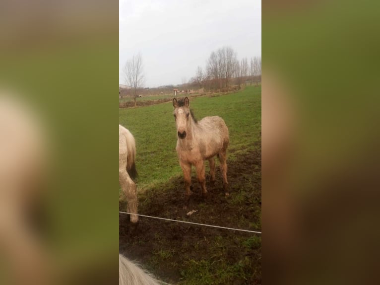 American Quarter Horse Stallion 1 year Buckskin in Kortemark