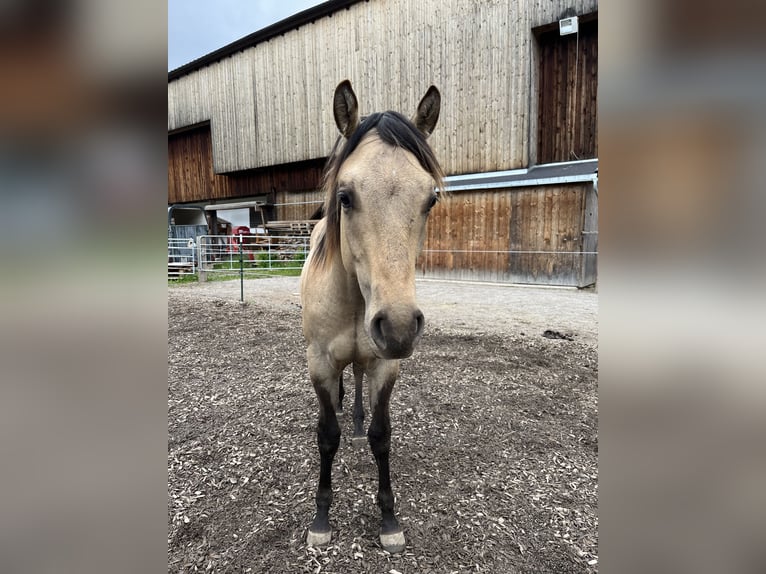 American Quarter Horse Stallion 1 year Buckskin in Leogang