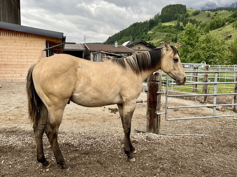 American Quarter Horse Stallion 1 year Buckskin in Leogang