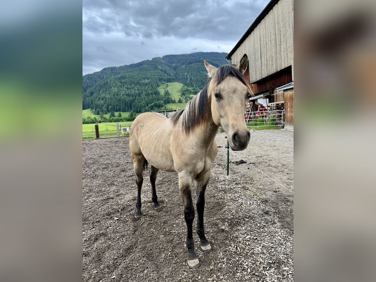 American Quarter Horse Stallion 1 year Buckskin in Leogang