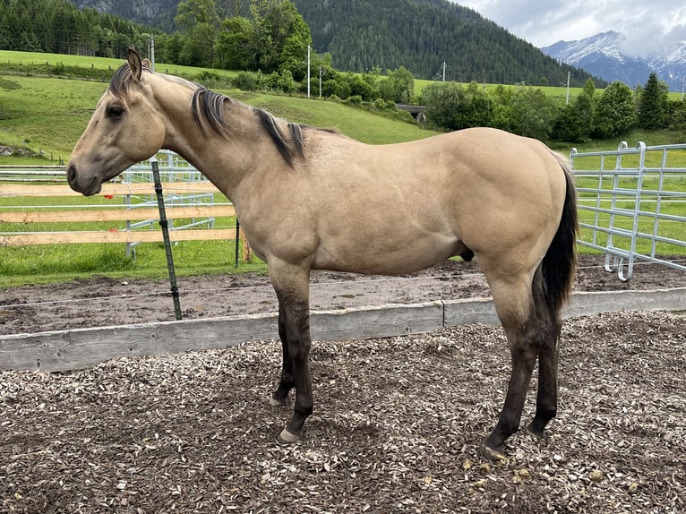 American Quarter Horse Stallion 1 year Buckskin in Leogang