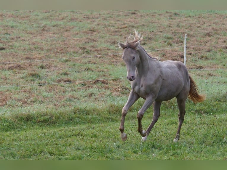 American Quarter Horse Stallion 1 year Champagne in Weinähr