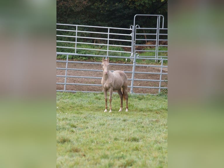 American Quarter Horse Stallion 1 year Champagne in Weinähr