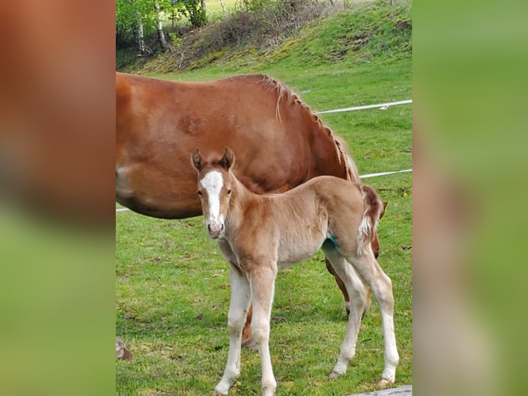 American Quarter Horse Stallion 1 year Chestnut-Red in Allarmont