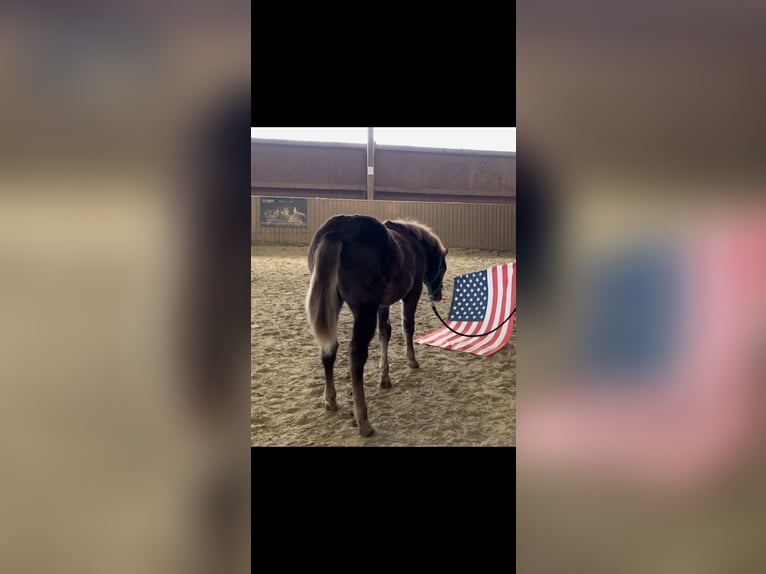 American Quarter Horse Stallion 1 year Chestnut-Red in Ulrichstein