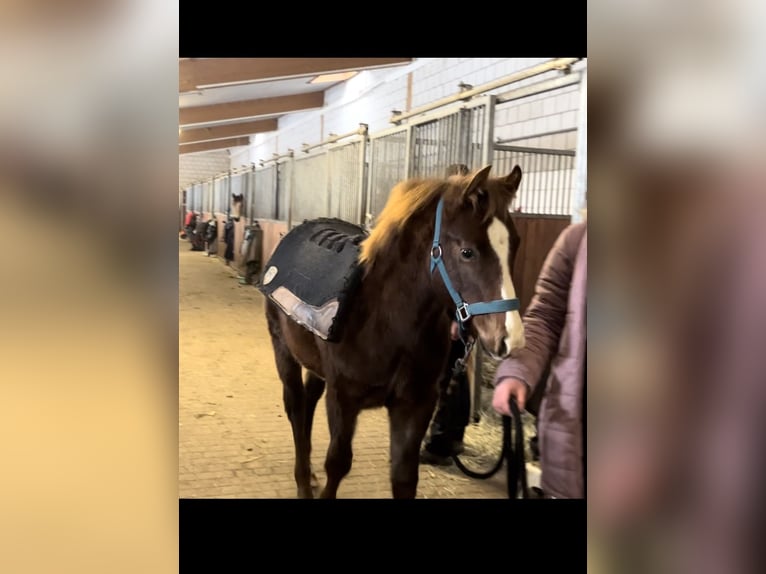 American Quarter Horse Stallion 1 year Chestnut-Red in Ulrichstein