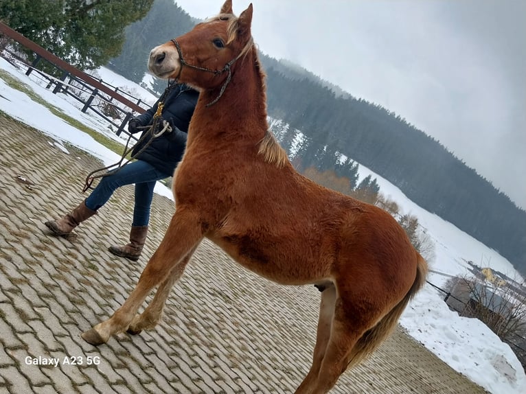 American Quarter Horse Mix Stallion 1 year Chestnut-Red in St. Oswald