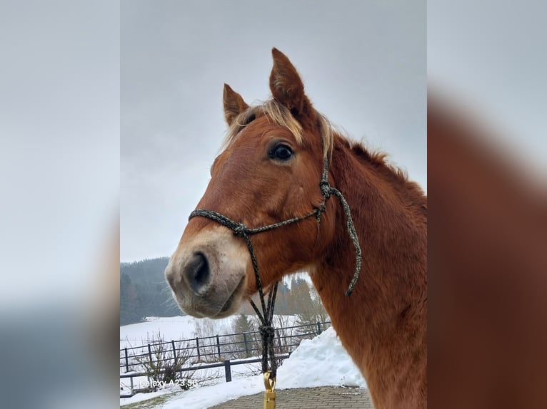 American Quarter Horse Mix Stallion 1 year Chestnut-Red in St. Oswald