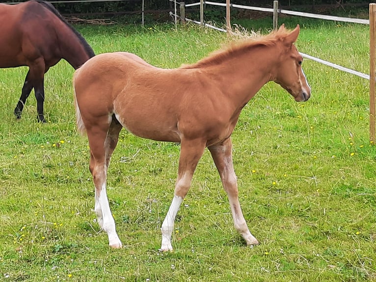 American Quarter Horse Stallion 1 year Chestnut-Red in Bedburg-Hau