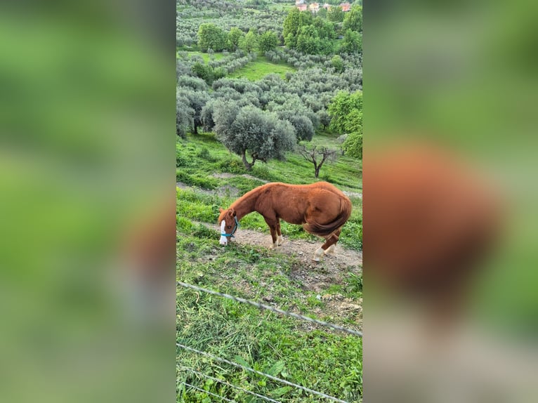 American Quarter Horse Stallion 1 year Chestnut-Red in Frosinone