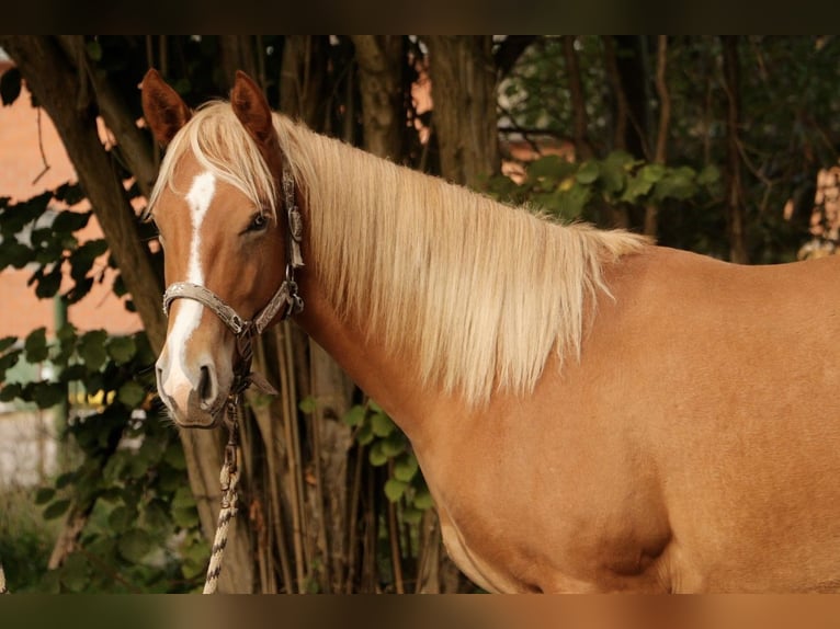 American Quarter Horse Stallion 1 year Chestnut-Red in Haren