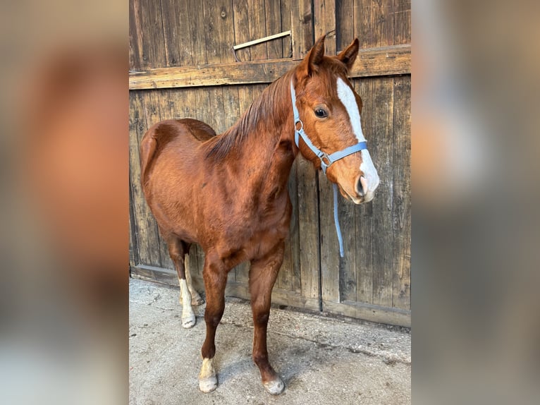 American Quarter Horse Stallion 1 year Chestnut-Red in Oberndorf b. Schwanenstadt