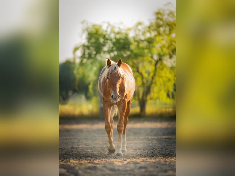 American Quarter Horse Stallion 1 year Chestnut-Red in Sankt Leon-Rot