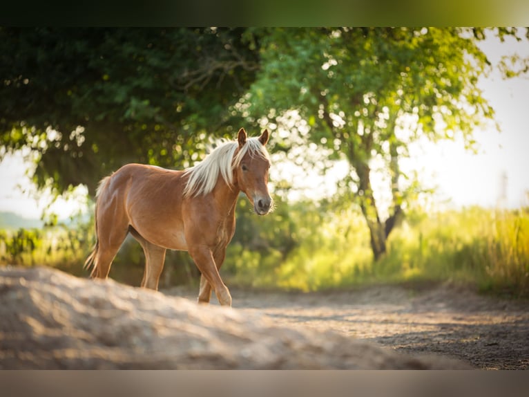 American Quarter Horse Stallion 1 year Chestnut-Red in Sankt Leon-Rot